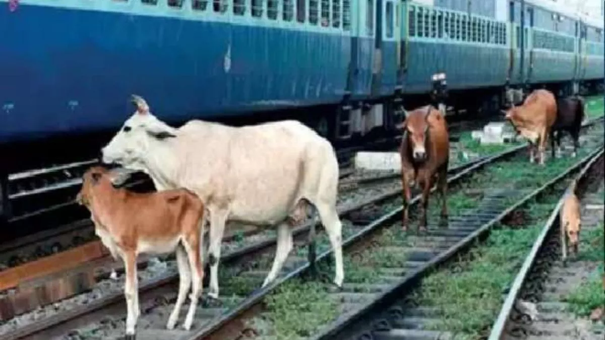 Agra: ट्रेन की चपेट में आकर 15 गाय की कटकर मौत, ग्रामीणों में आक्रोश