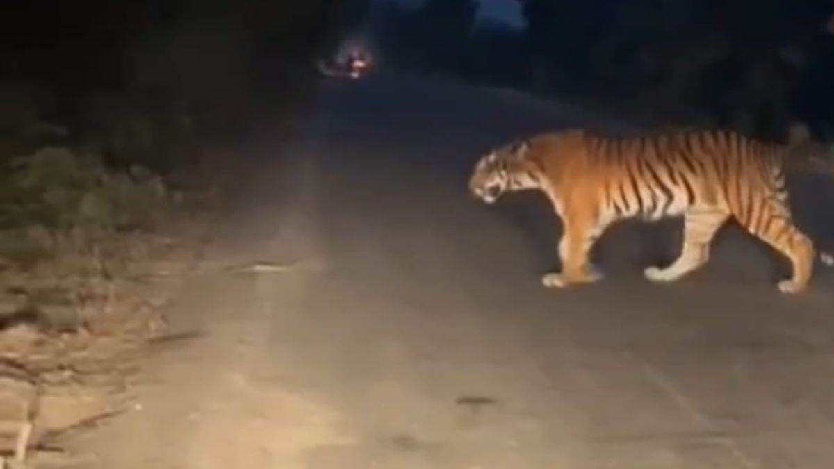 tiger on madhotanda khatima road in pilibhit