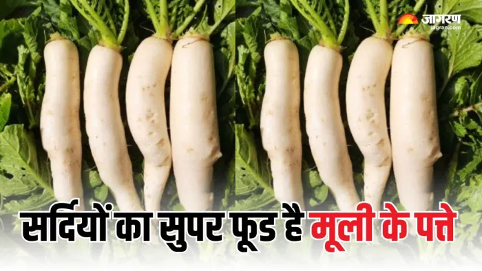 सर्दियों में जरूर खाएं मूली के पत्ते (Picture Courtesy: Freepik)