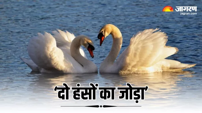 प्यार करने वालों को इस वजह से कहते हैं 'दो हंसों का जोड़ा' (Image Source: Freepik)