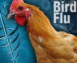 newimg/05012021/05_01_2021-bird_flu_1_21240117_s.jpg