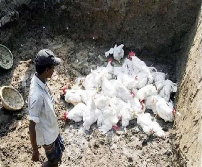 Bird Flu Updates: Bird Flu declared disaster in many states Kerala