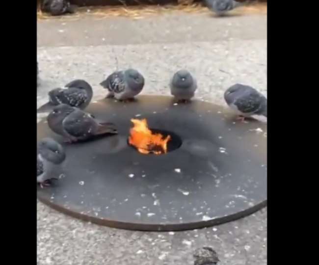 कड़ाके की ठंड में कबूतरों ने खास अंदाज में की लोहड़ी की तैयारी, देखें पूरा वीडियो