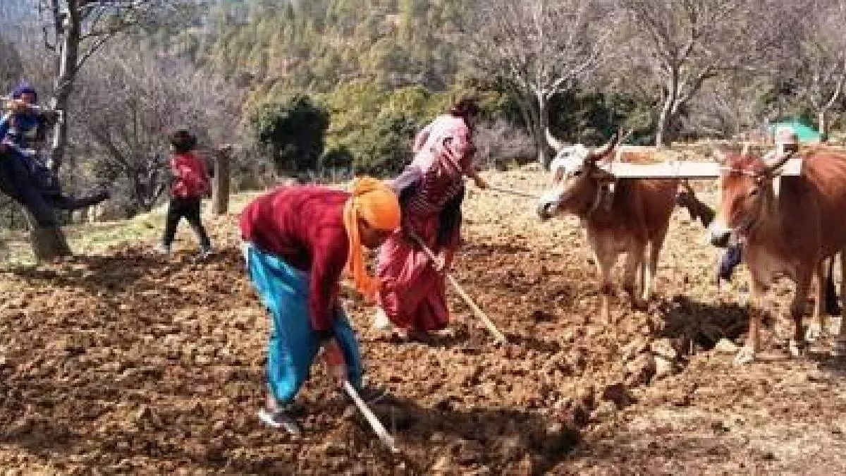 Tehri News: बारिश न होने से चंबा, मसूरी समेत दर्जनों गांवों में बुआई प्रभावित, किसान मायूस; सेब की फसल को भी नुकसान