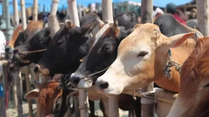 लायन सेंचुरी की तर्ज पर बनेगा प्रदेश में बनेगा गो अभ्यारण्य।