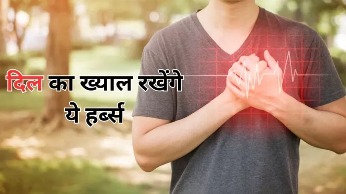 सर्दियों में दिल को हेल्दी रखेंगे ये हर्ब्स