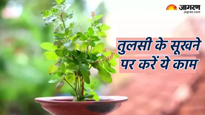 Tulsi Ke Upay तुलसी के पौधे के सूखने पर करें ये काम,