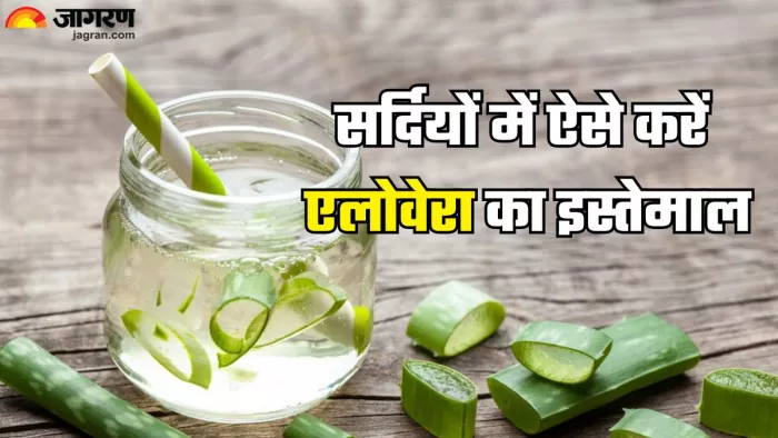 सर्दियों में ऐसे करें एलोवेरा का इस्तेमाल (Picture Credit- Freepik)
