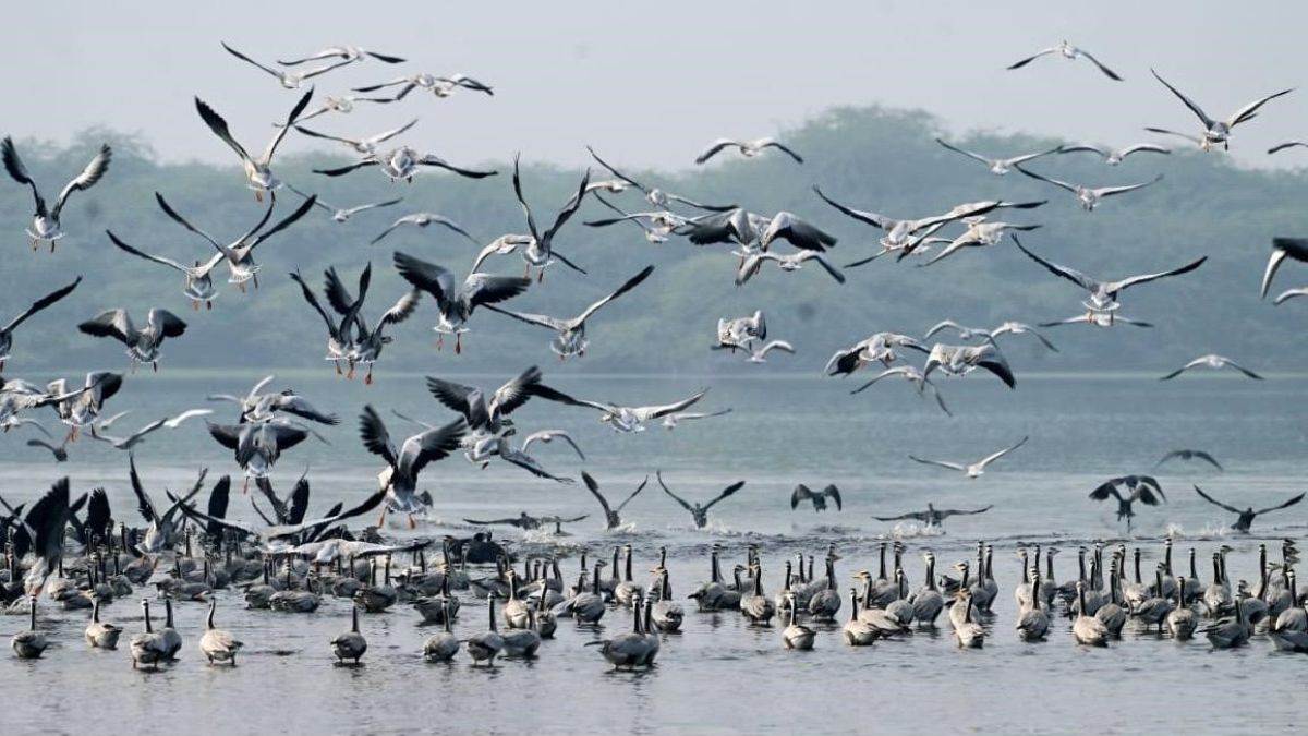 https://www.jagranimages.com/images/newimg/05012025/05_01_2025-keetham_lake_of_bird_sanctuary_23861334.jpg