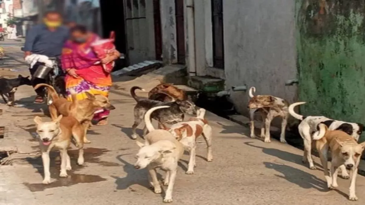 मंझौल में आवारा कुत्ते का आतंक, दर्जन भर लोगों को काटकर किया घायल। सांकेतिक तस्वीर
