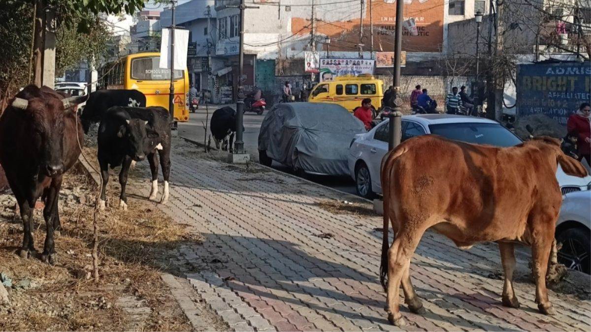 destitute animals can become a problem in the route of g 20 in punjab