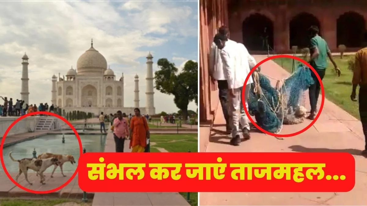 Taj mahal : ताजमहल देखने आए स्पेनिश पर्यटक को कुत्ते ने काटा, उपचार नहीं मिला तो सैनिटाइजर से खुद किया इलाज