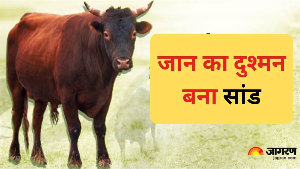 farmer died after bull attack while guarding field in sambhal
