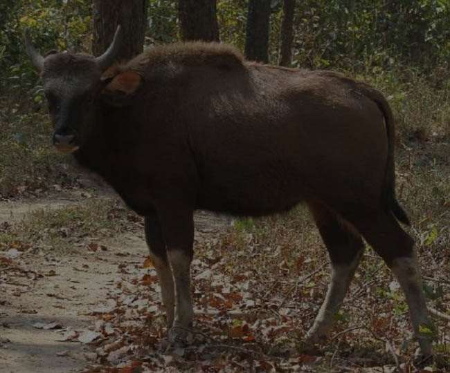 वाल्मीकि टाइगर रिजर्व में मिला दक्षिण-पूर्व एशिया का दुर्लभ पशु 'गौर', जानिए इसकी खासियतें - Rare animal of South East Asia 'Gaur' found in Valmiki Tiger Reserve of Bihar, Know ... वाल्मीकि टाइगर रिजर्व में मिला दक्षिण-पूर्व एशिया का दुर्लभ पशु 'गौर', जानिए इसकी खासियतें - Rare animal of South East Asia 'Gaur' found in Valmiki Tiger Reserve of Bihar, Know ...