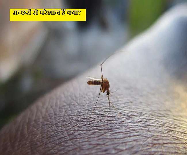 how to protect yourself from mosquitoes at night