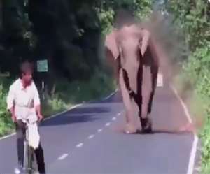 एक साइकिल वाला बेखबर होकर सड़क से गुजर रहा होता है।