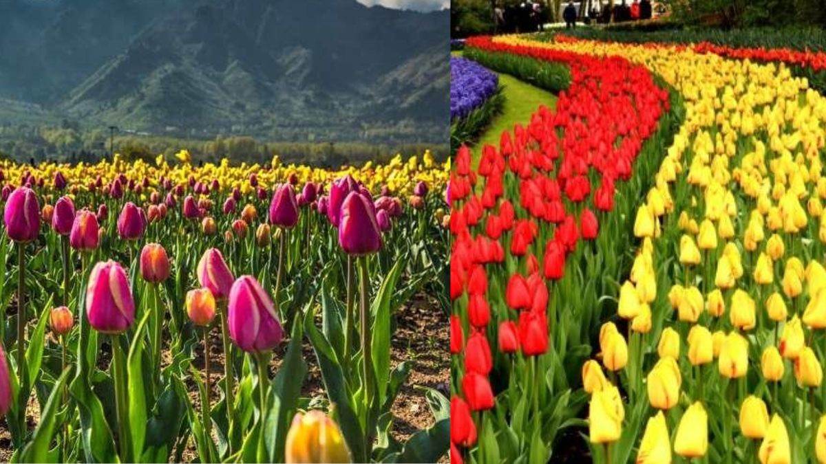 https://www.jagranimages.com/images/newimg/05032023/05_03_2023-tulip_garden___23347866.jpg