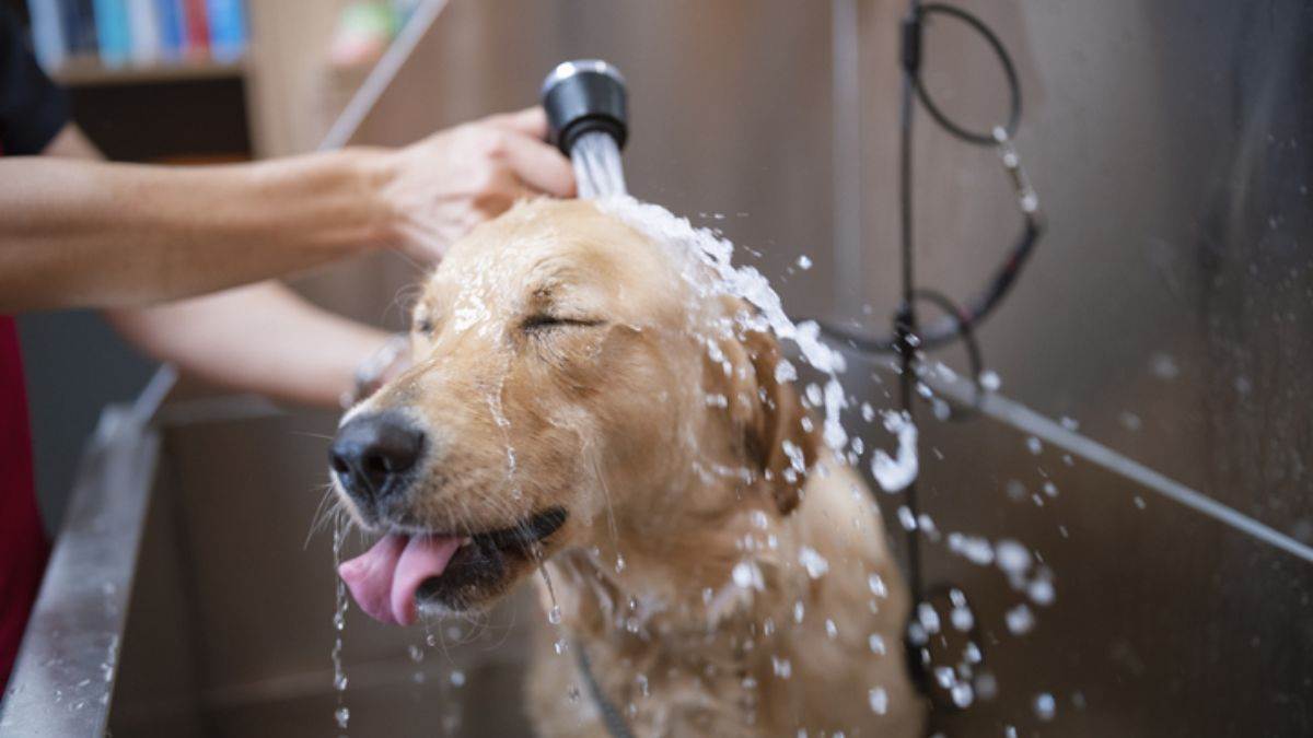 https://www.jagranimages.com/images/newimg/05032024/05_03_2024-_dog_parlour_23667818.jpg