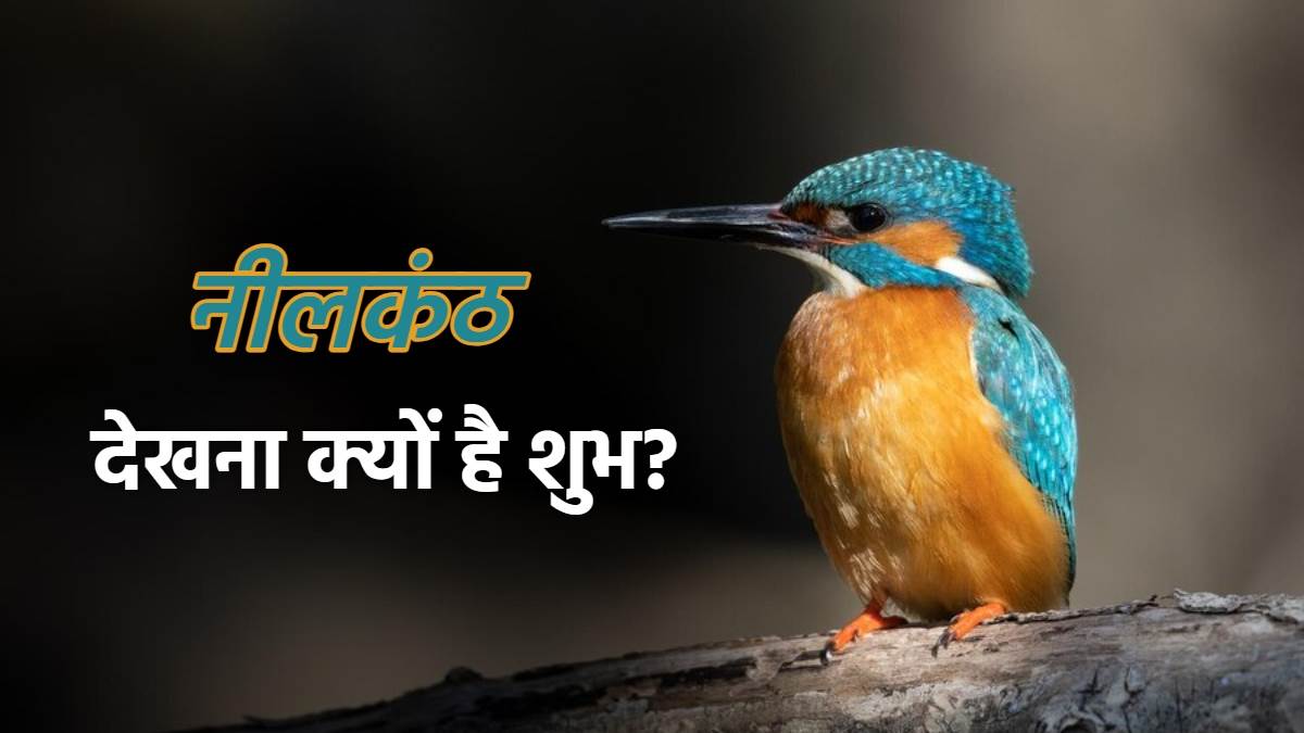 Neelkanth Bird: क्या आपको भी दिखाई देता है नीलकंठ पक्षी, तो जीवन में मिल  सकते हैं ये खास संकेत - Neelkanth Bird Why seeing Neelkanth is considered  auspicious