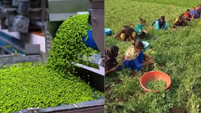 बिहार में नई तकनीक से खेती सीख रहे किसान (जागरण फोटो)
