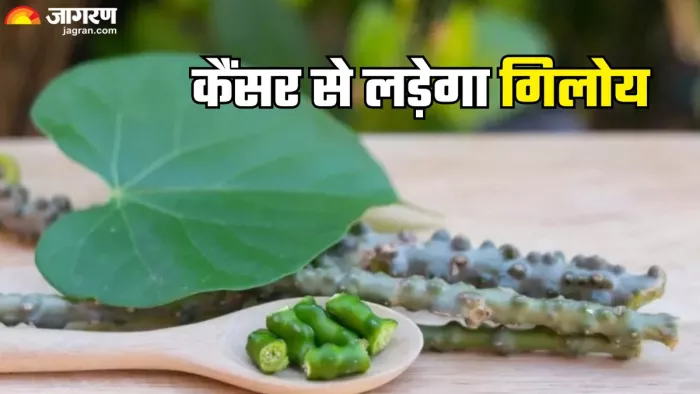 कैंसर का इलाज करेगा गिलोय (Picture Credit- Freepik)