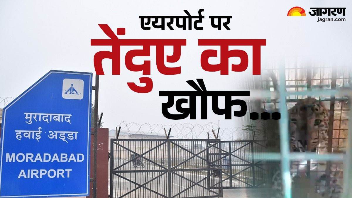 leopards strike fear in rural areas of moradabad amroha and rampur