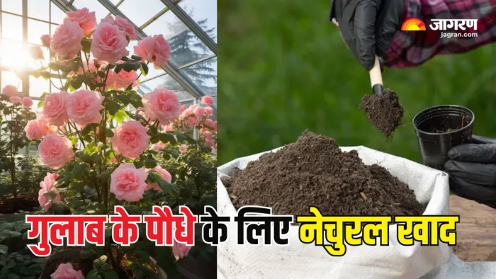 Rose Plant Care: गुलाब के पौधे में मिलाएं ये नेचुरल खाद (Picture Courtesy: AI Generated/ Freepik)