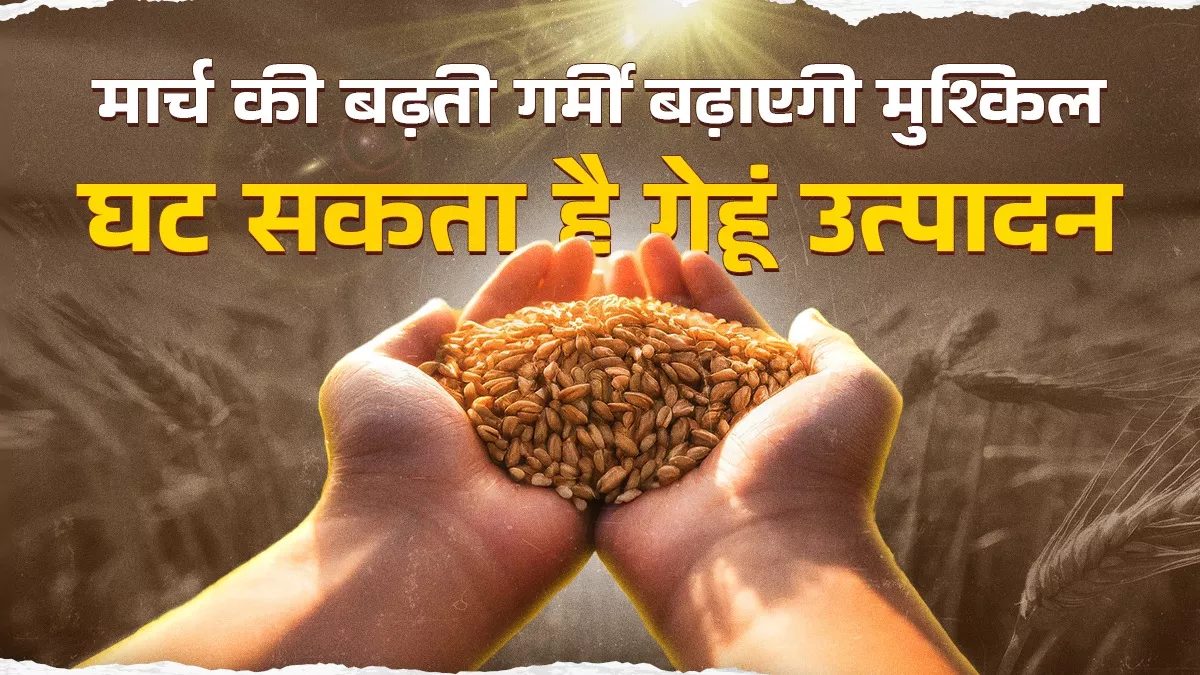 बढ़ती गर्मी से गेहूं की फसल के लिए बढ़ा संकट, खाद्यान्न सुरक्षा के लिए उठाने होंगे कदम