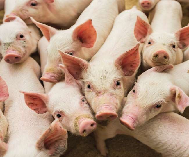 African Swine Fever: मिजोरम में 87 सूअरों की मौत, स्वाइन फीवर की आशंका से  फैली घबराहट - African Swine Fever 87 pigs die in Mizoram village near  Bangladesh border