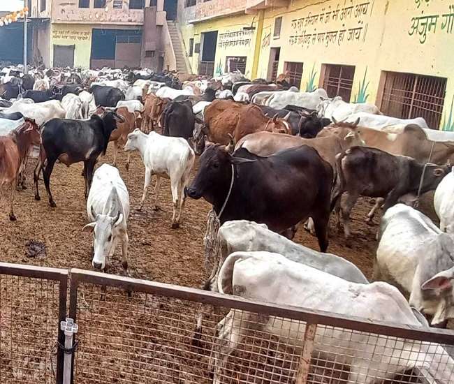 कृष्णा की गोशाला में वर्तमान में 550 के करीब गोवंश हैं।
