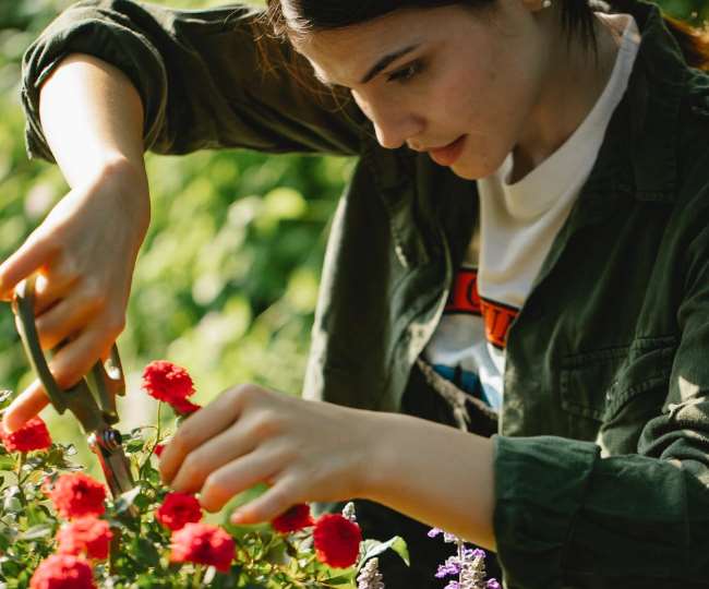 summer plant care in summer take care of your plants in these ways so that they remain green