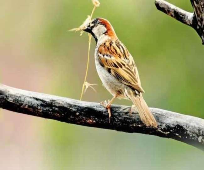 अमेजन वर्षावन में, जलवायु परिवर्तन के वैश्विक प्रभावों को देखा जा रहा