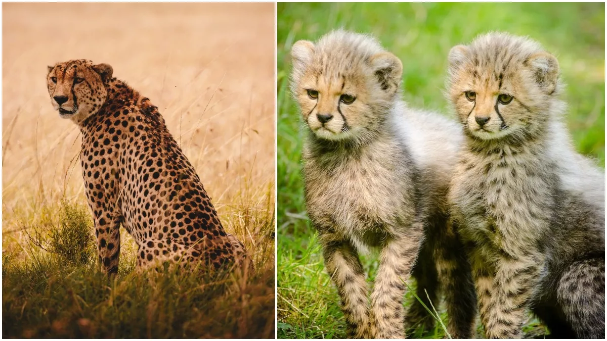 Cheetah Sighting: चीता साइटिंग के लिए पॉपुलर हैं दुनिया के ये 5 नेशनल पार्क
