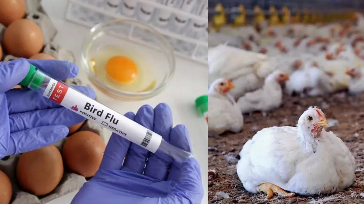 H5N1 Bird Flu: 'यह कोविड से भी 100 गुना ज्यादा खतरनाक', वैज्ञानिकों ने बर्ड फ्लू को लेकर किया अलर्ट; कहा- यह बन सकती है अगली महामारी - H5N1 Bird Flu 100 times