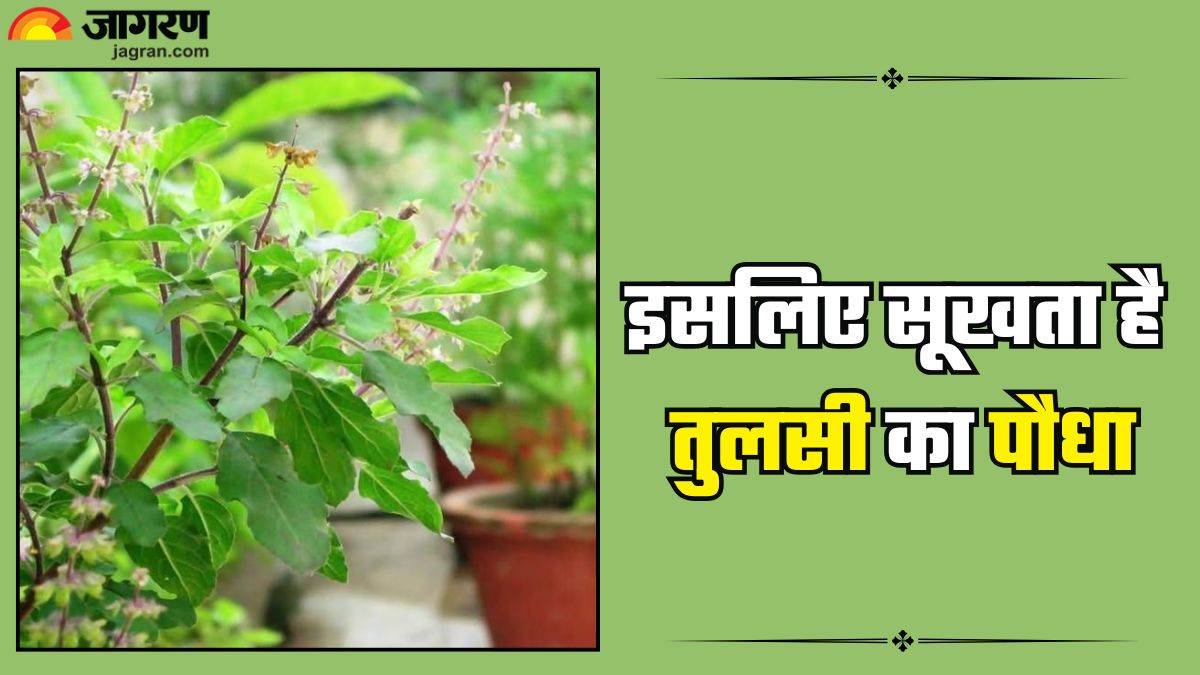 why your tulsi plant is drying 4 common mistakes to avoid