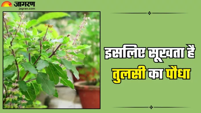 इन गलतियों की वजह से सूखता है तुलसी का पौधा (Picture Credit- Instagram)
