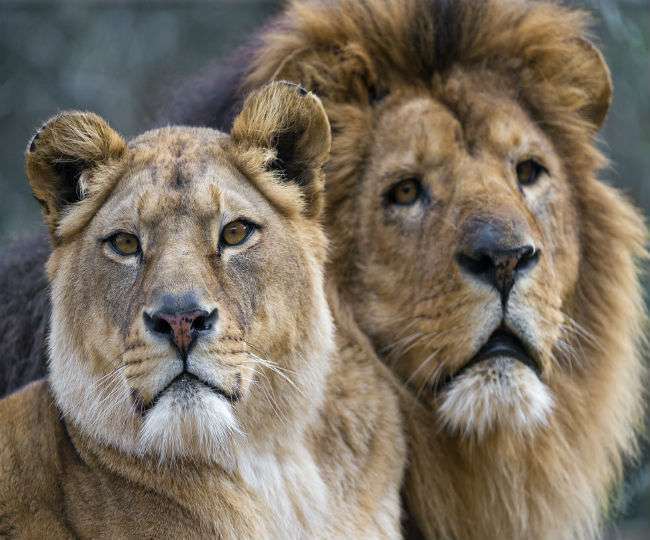 वन्य प्राणियों में कोरोना संक्रमण फैलने के बाद गोपालपुर चिड़ियाघर में भी  निगरानी को लेकर अलर्ट - Alert in Gopalpur Zoo After Coronavirus Spread in  Wildlife Animal at Hyderabad