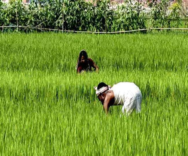 Jharkhand News किसानों को 50 अनुदान पर धान के बीज दे रही सरकार जल्द करें  आवेदन - Jharkhand News Live: CM Hemant Soren Jharkhand Govt Allowed 50%  Subsidy on Paddy Seeds to