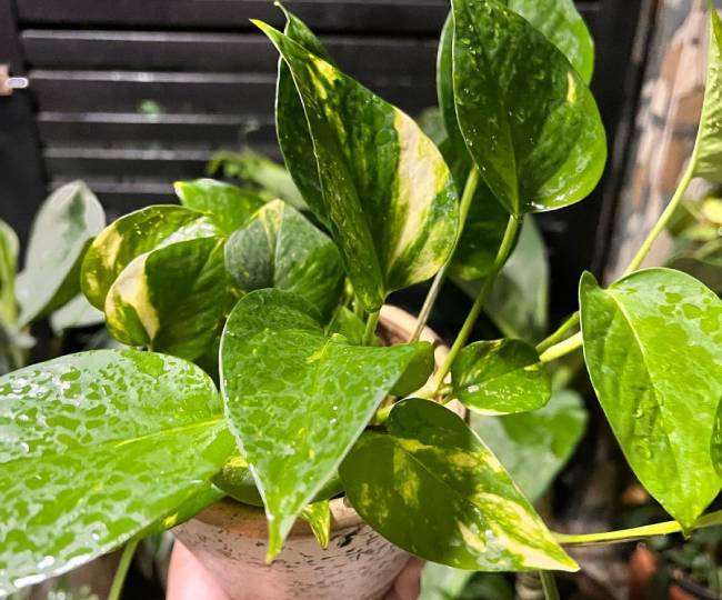 https://www.jagranimages.com/images/newimg/05052022/05_05_2022-money-plant_22685610.jpg