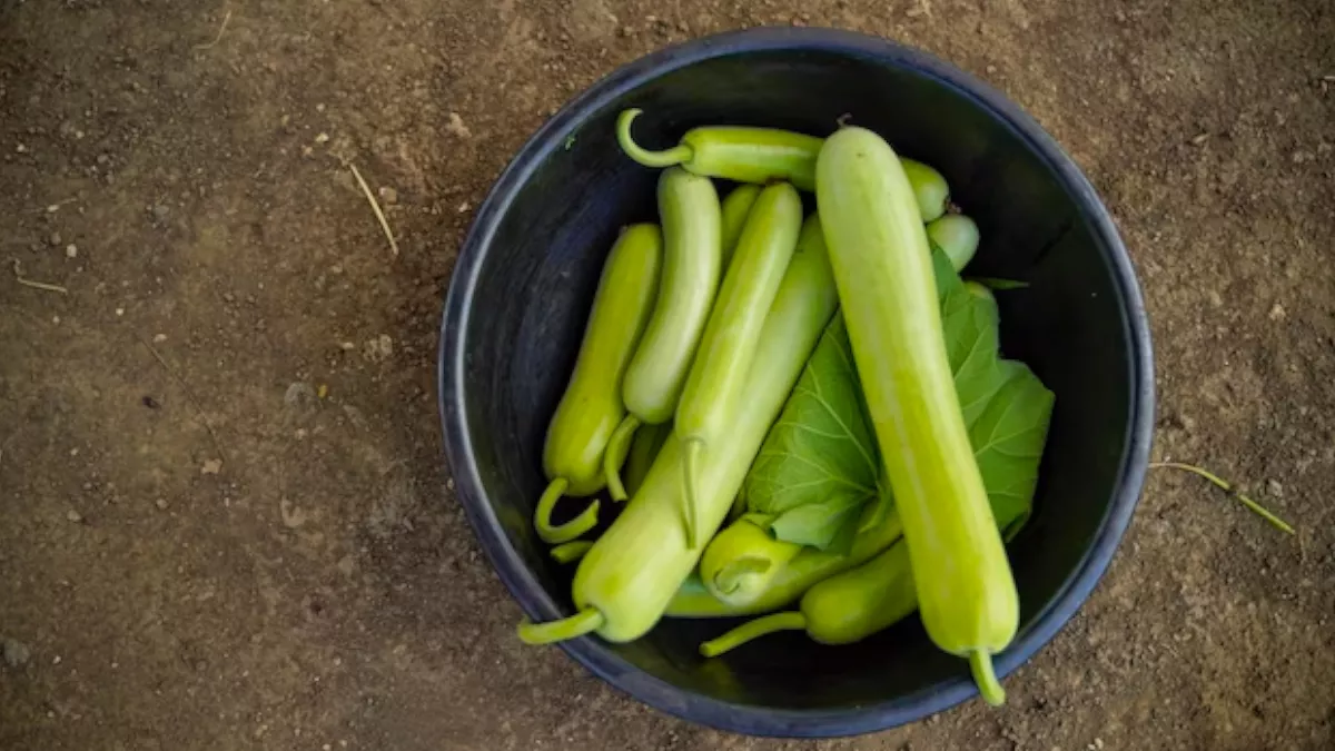 Piles Natural Treatment: बवासीर से जूझ रहे लोगों के लिए बेहद फायदेमंद है  लौकी, बस ऐसे करें इसका इस्तेमाल - Piles Natural Treatment bottle gourd is  very beneficial for piles patients know