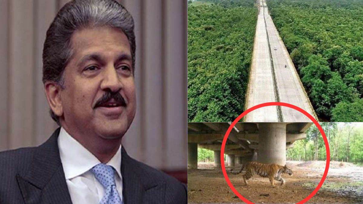 anand mahindra shared a picture of a tiger crossing the road on x