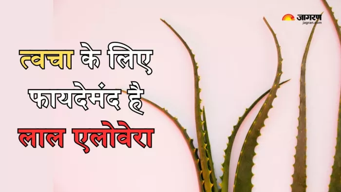त्वचा के लिए फायदेमंद है लाल एलोवेरा