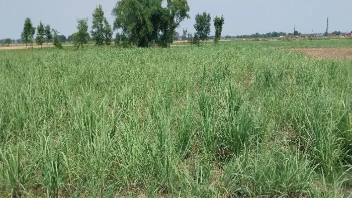 बारिश से गन्ने की फसल को मिली झुलसने से राहत