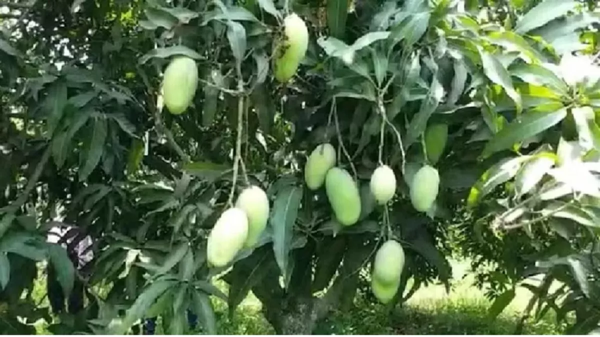 Dasheri Mango :मिट्टी में फास्फोरस गायब होने से हो गया ऐसा, घटेगी लखनऊ के दशहरी आम की मिठास