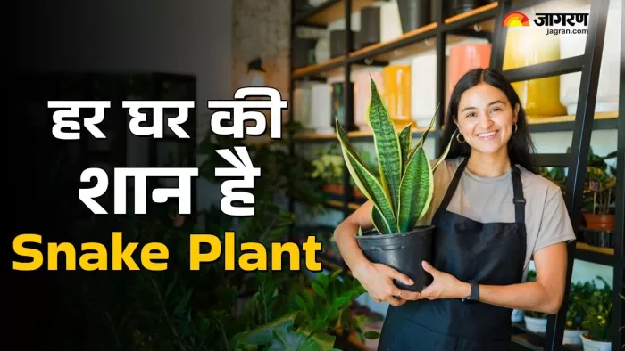 घर में जरूर लगाना चाहिए स्नेक प्लांट। (Image Credit- Freepik)