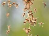 Bees attack : सड़क निर्माण में जुटे थे मजदूर, मधुमक्खियों ने हमला कर छह को कर दिया घायल Sambhal News