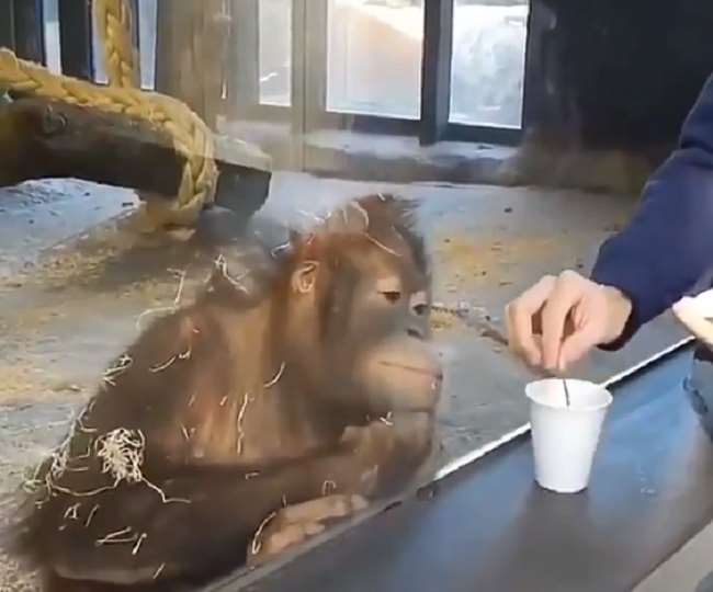 Viral Video: जादूगर ने दिखाया ऐसा जादू, बंदर हंसते-हंसते हो गया लोट-पोट - Watch Funny Viral Magician Video Showing Magic To Zoo Monkey Video Goes Viral Viral Video: जादूगर ने दिखाया ऐसा जादू, बंदर हंसते-हंसते हो गया लोट-पोट - Watch Funny Viral Magician Video Showing Magic To Zoo Monkey Video Goes Viral
