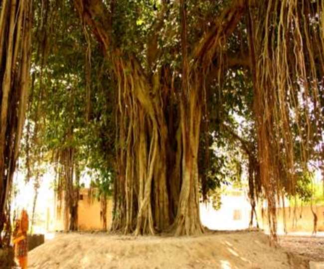 ज्येष्ठ माह की अमावस्या के दिन वट सावित्री का व्रत।