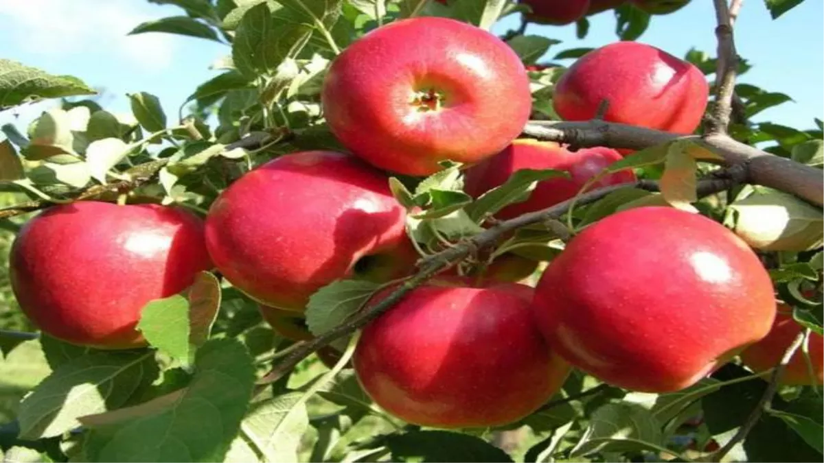 हिमाचल या कश्मीर के नहीं, अब अमृतसरी सेब का चखिए स्वाद, जल्द होने वाली है मार्केट में एंट्री