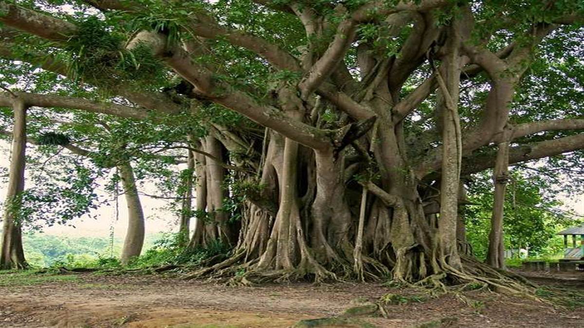 world environment day banyan peepal pakar will make the environment strong